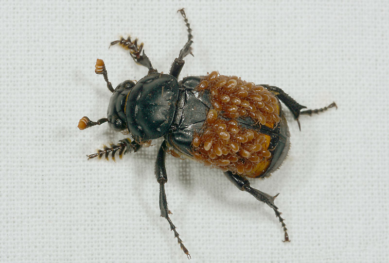 Silphidae: Nicrophorus interruptus